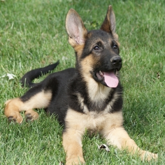 german shepherd puppies for sale puppyspot
