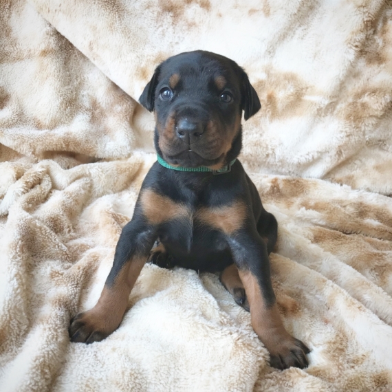 puppies for sale puppyspot 4446887 large jpg