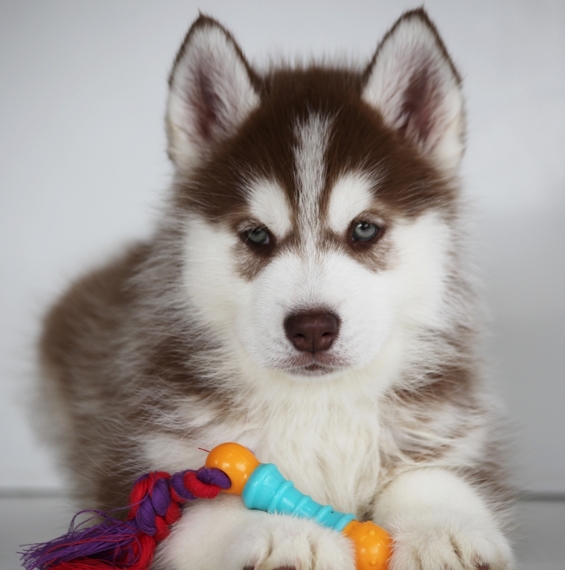 Resultado de imagen para cane husky toy