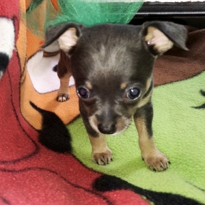 moncler per chihuahua moncler per chihuahua