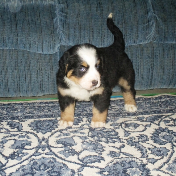 bernese mountain dog puppies for sale bernese mountain dog puppies for sale