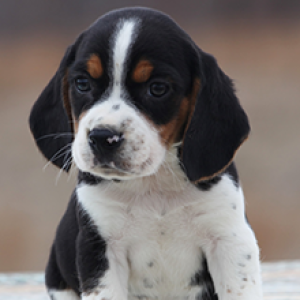 beagle puppies for sale puppyspot