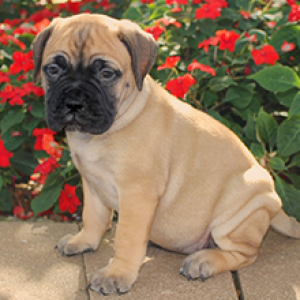 bullmastiff puppies for sale puppyspot