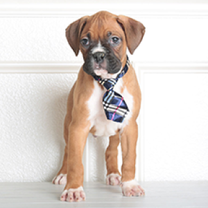 German Boxer Dogs For Sale German Boxer Dogs For Sale