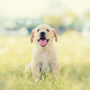 labrador retriever puppies for sale puppyspot