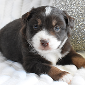 puppyspot australian shepherd