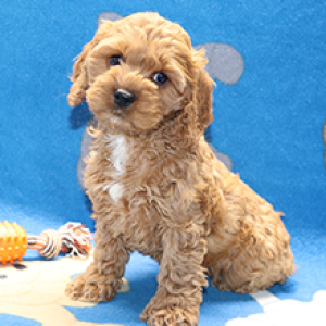 cockapoo puppies for sale puppyspot