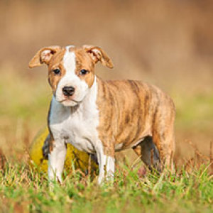 Dog Breeds Beginning With G Dog Breeds Beginning With G